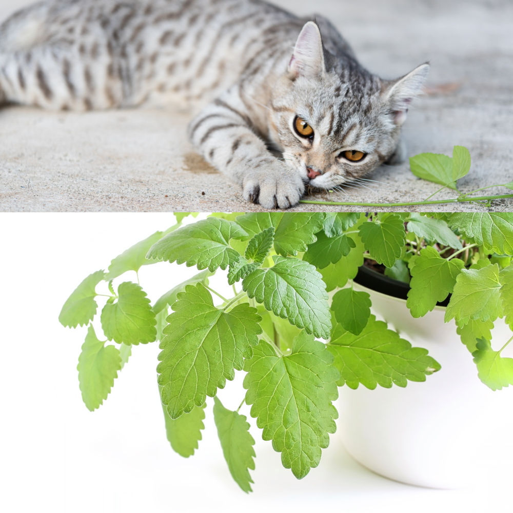 Catnip and Its Benefits for Kittens and Cats