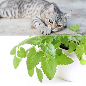Catnip and Its Benefits for Kittens and Cats